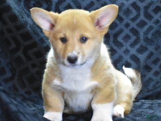 Welsh Corgi Pembroke dogs Moonbeam - Ad 13