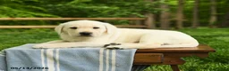 Labrador Retriever dogs for sale: Shamus - Ad 5