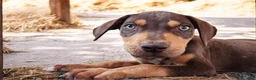 Catahoula Leopard Dog dogs for sale: MS 2026 Male 2 - Ad 4