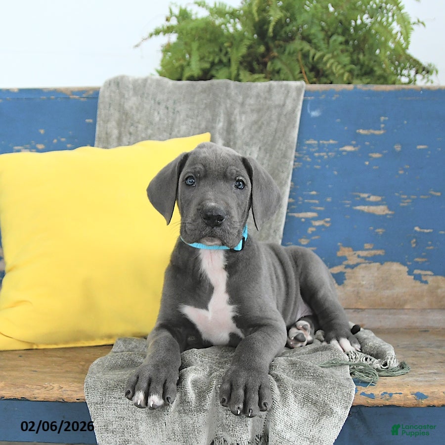 Great Dane dogs Caesar - Ad 15