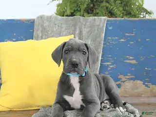 Great Dane dogs Caesar - Ad 15