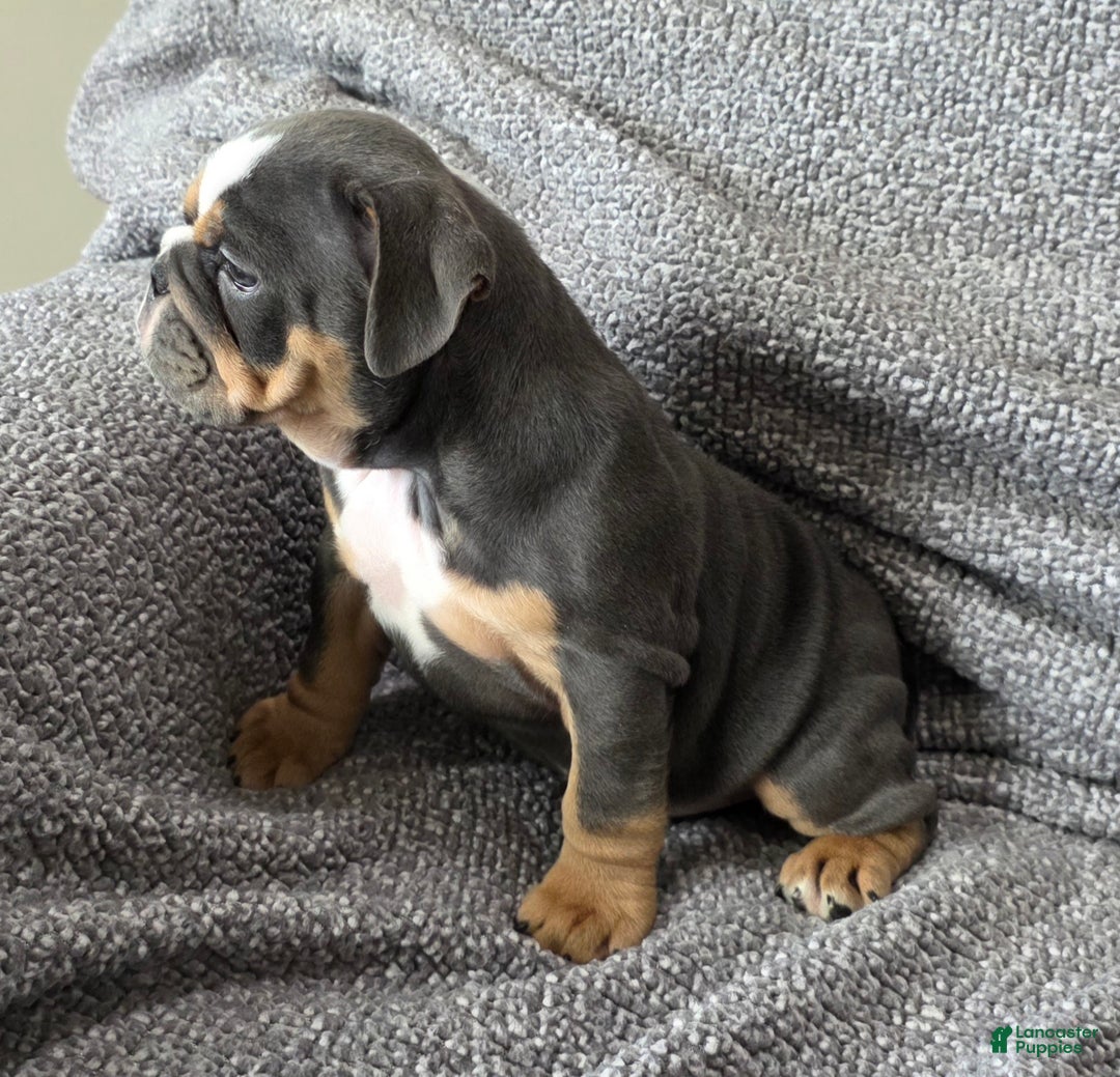 English Bulldog dogs for sale: AKC Haley - Ad 4