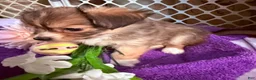 Mixed Breed dogs for sale: Mixed Breed 3 - Ad 4