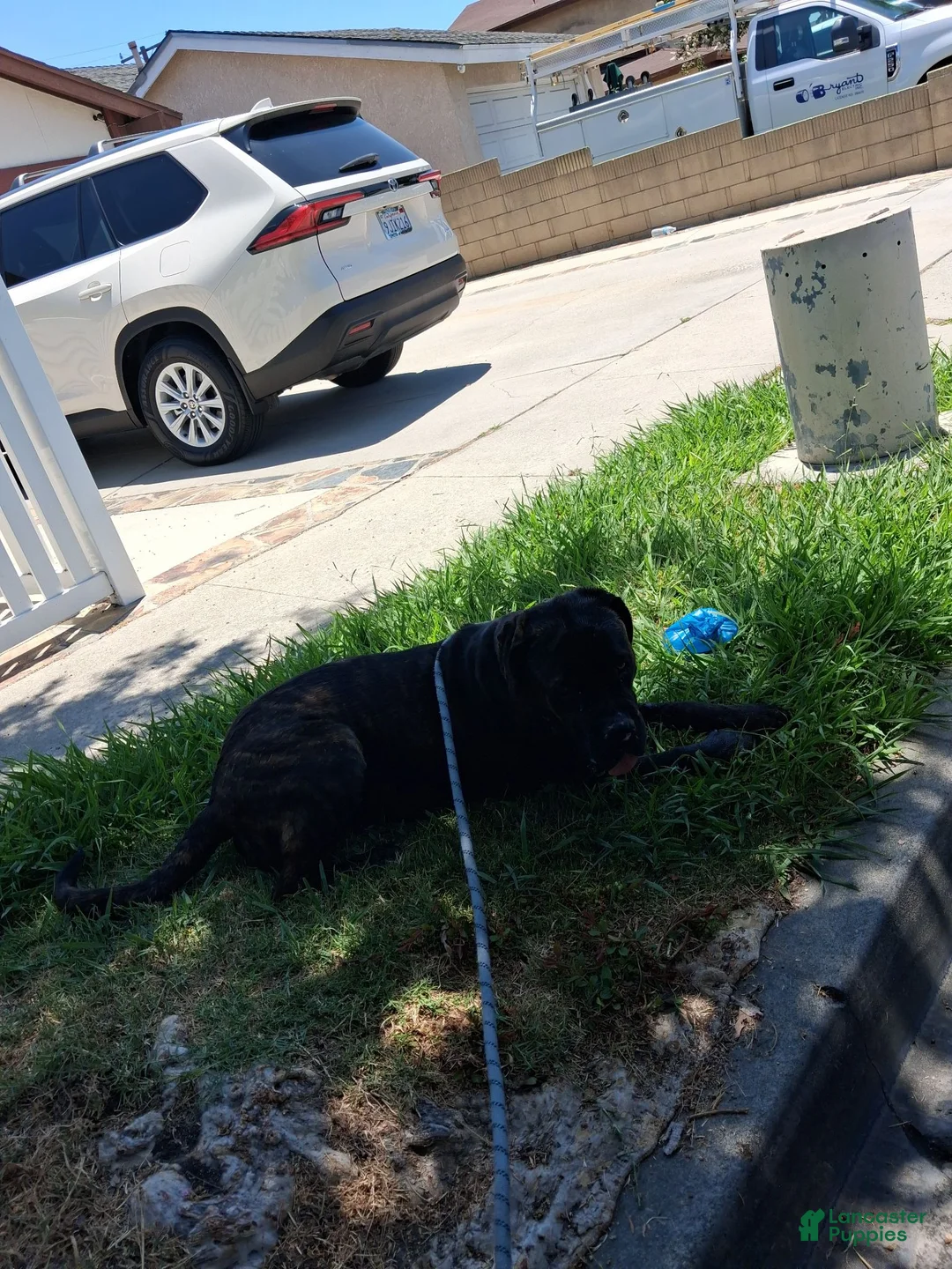 Cane Corso dogs for sale: Cane Corso 1 - Ad 2