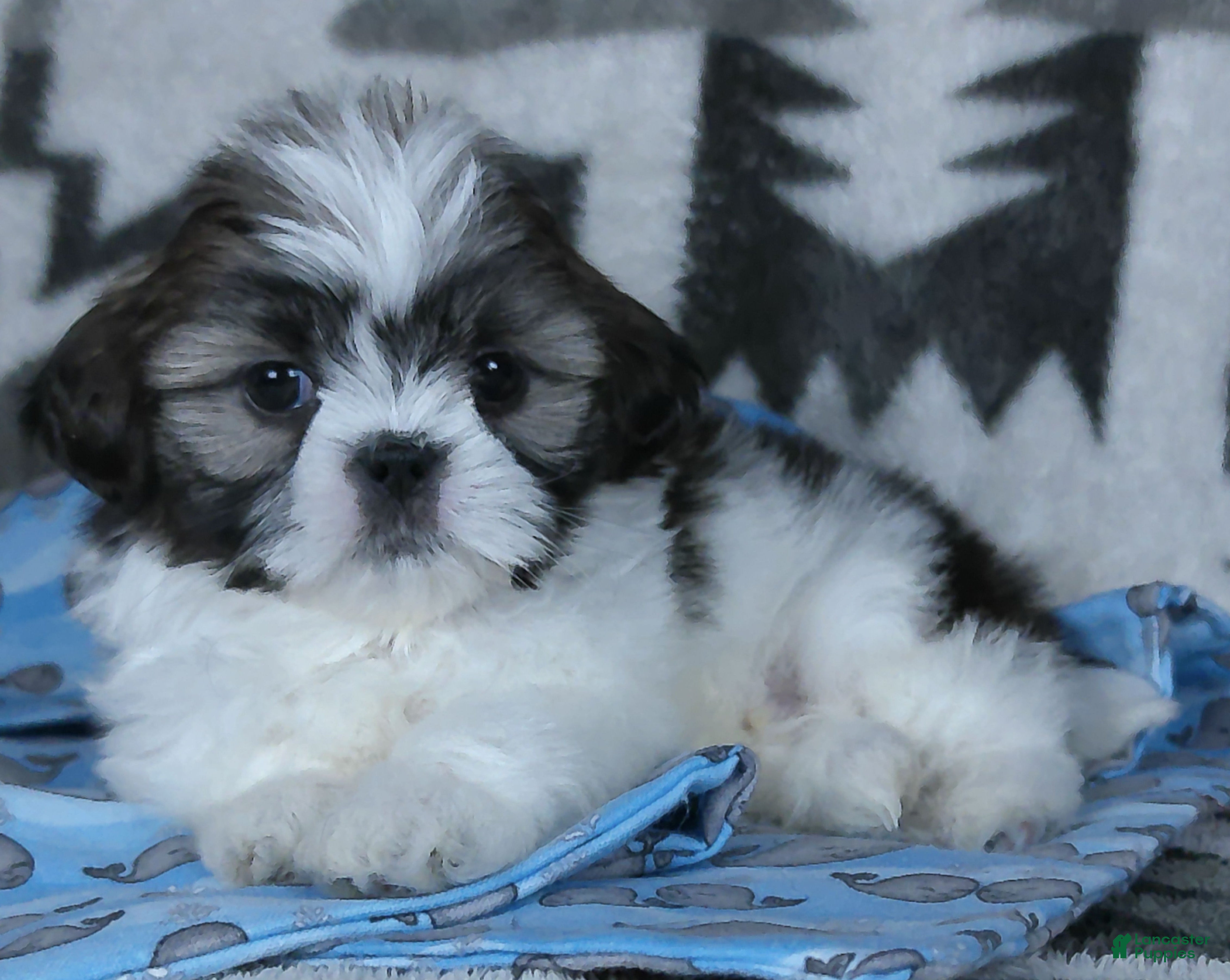 Shih Tzu dogs Otis - Ad 1
