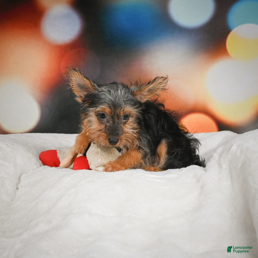 Yorkshire Terrier dogs for sale: Yasmin - Ad 3