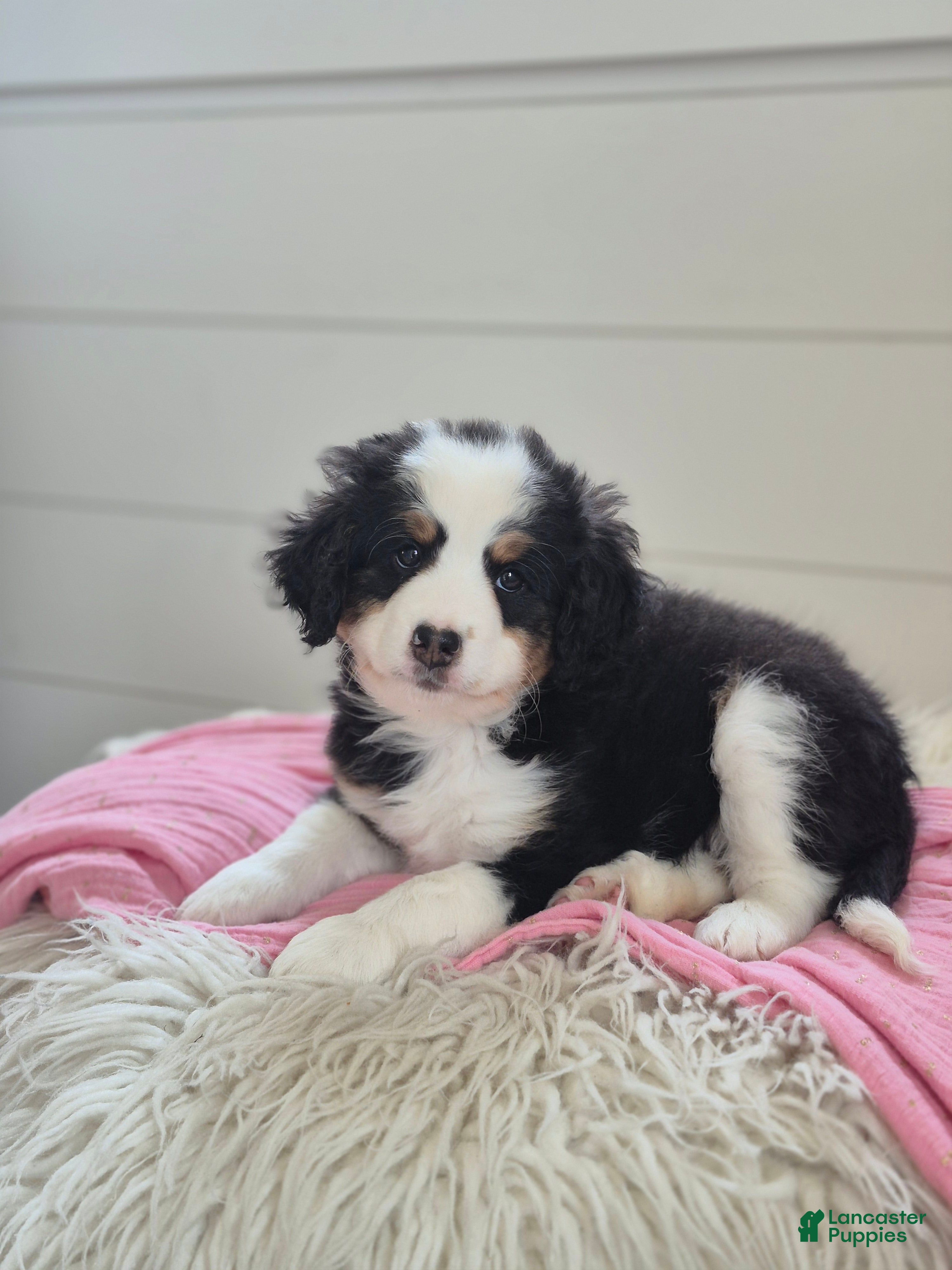Mini Bernedoodle dogs Violet  - Ad 1