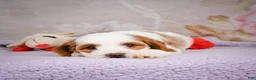Cavapoo dogs for sale: Lonnie - Ad 6