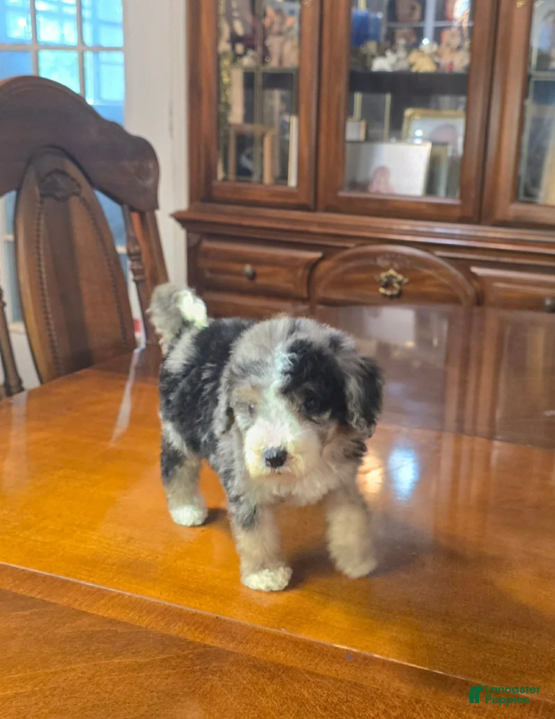 Mini Bernedoodle dogs for sale: Mini Bernedoodle "Stormy" - Ad 2