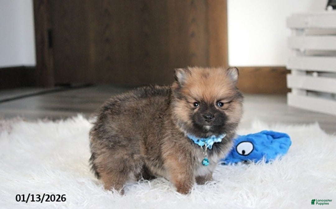 Pomeranian dogs for sale: Asher - Ad 10