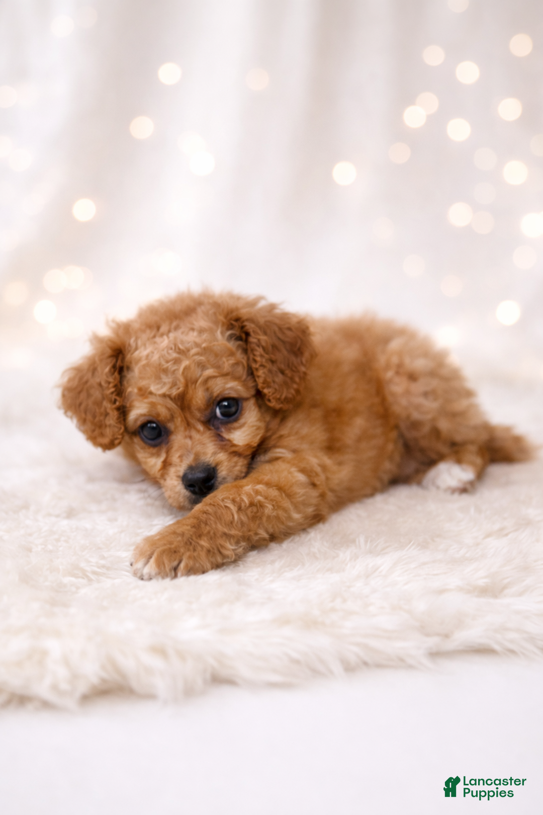 Miniature Labradoodle dogs for sale: Jellybean - Ad 2