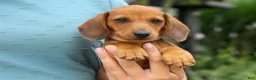 Miniature Dachshund dogs for sale: Scooter 🐾 - Ad 11
