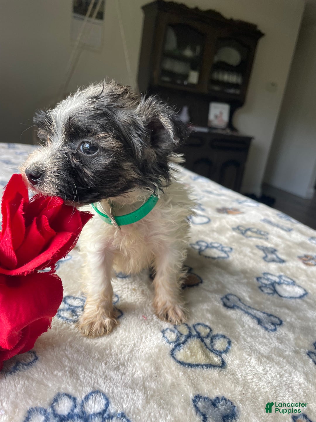 Morkie dogs for sale: Abby - Ad 2