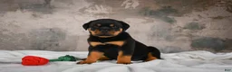 Rottweiler dogs for sale:  Callie 🌸 - Ad 11