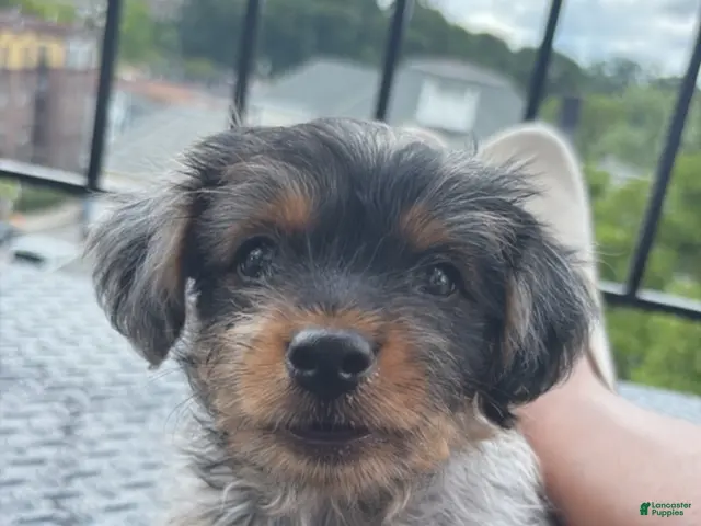 Yorkiepoo dogs for sale: Stubbie - Ad 1