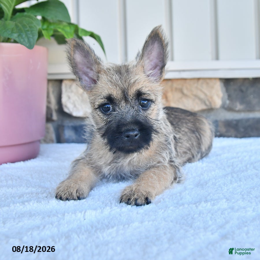 Cairn Terrier dogs for sale: Adriana - Ad 4