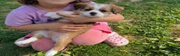 Mixed Breed dogs for sale: Meet Rosie, Sweet, Loving & Playful 5-Month-Old Puppy 🐶 - Ad 4
