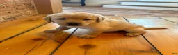 Labrador Retriever dogs for sale: Honey - Ad 1