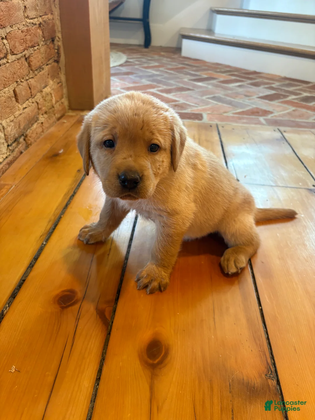 Labrador Retriever dogs for sale: Honey - Ad 1