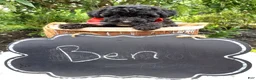 Toy Poodle dogs for sale: Ben - Ad 5