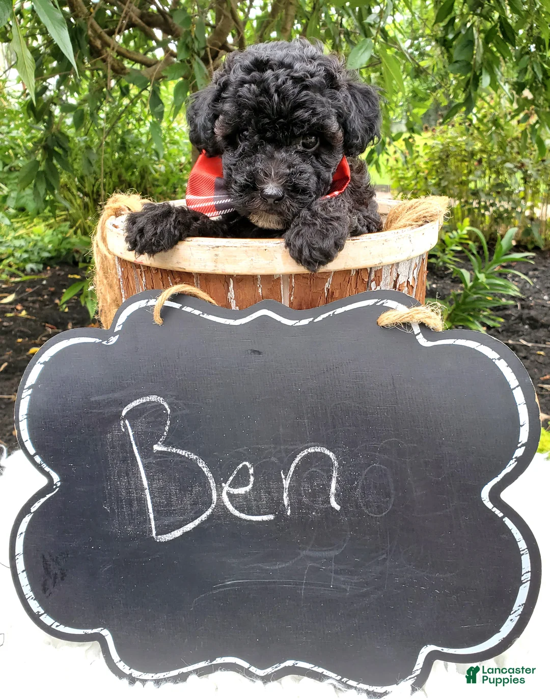 Toy Poodle dogs for sale: Ben - Ad 5