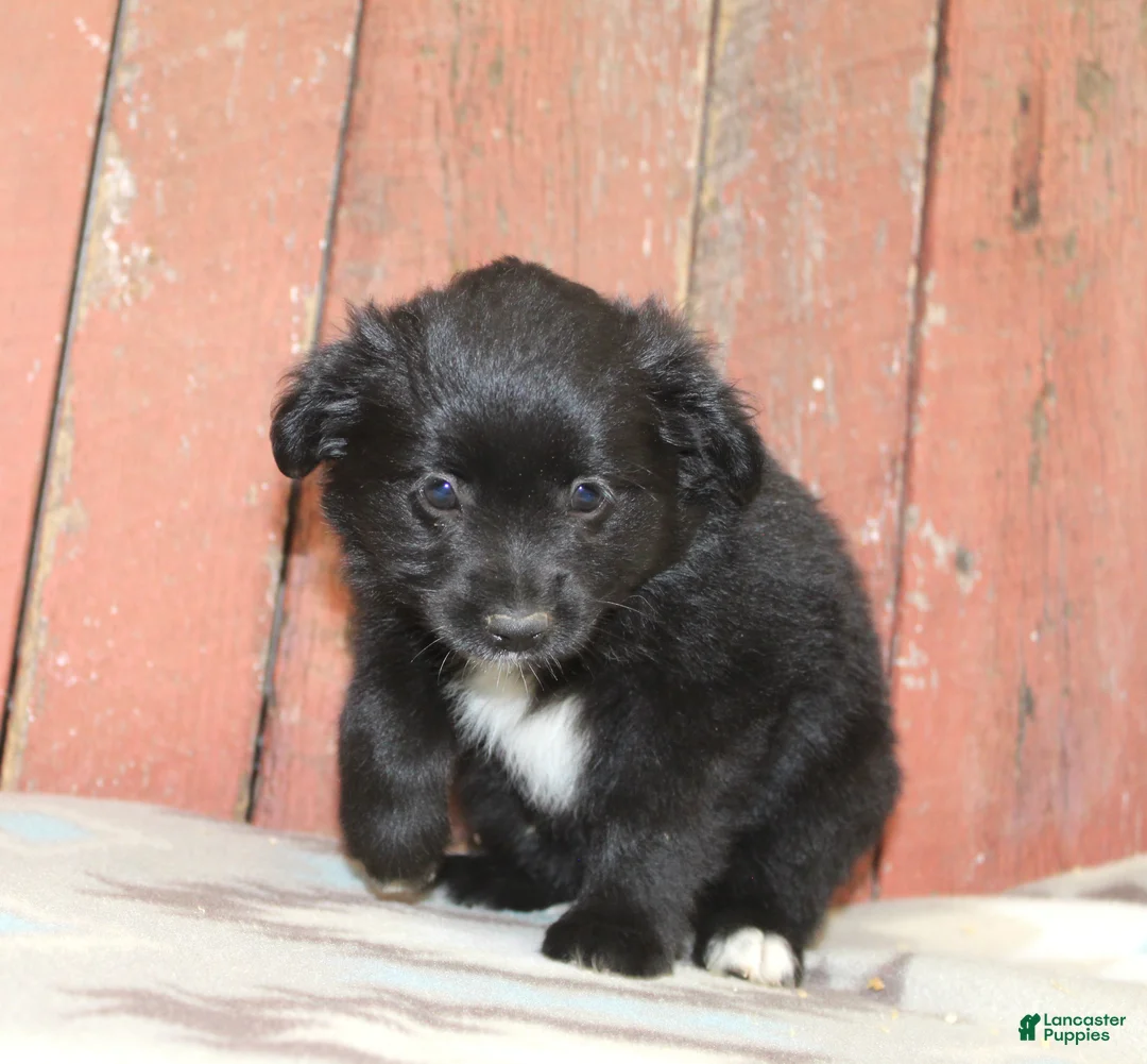 Miniature Australian Shepherd dogs for sale: Miniature Australian Shepherd 9 - Ad 2