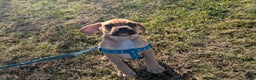 Puggle dogs for sale: Brent - Ad 15