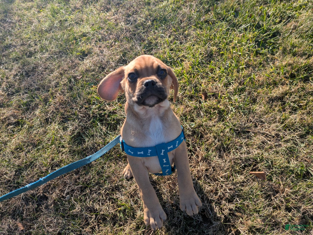 Puggle dogs for sale: Brent - Ad 15