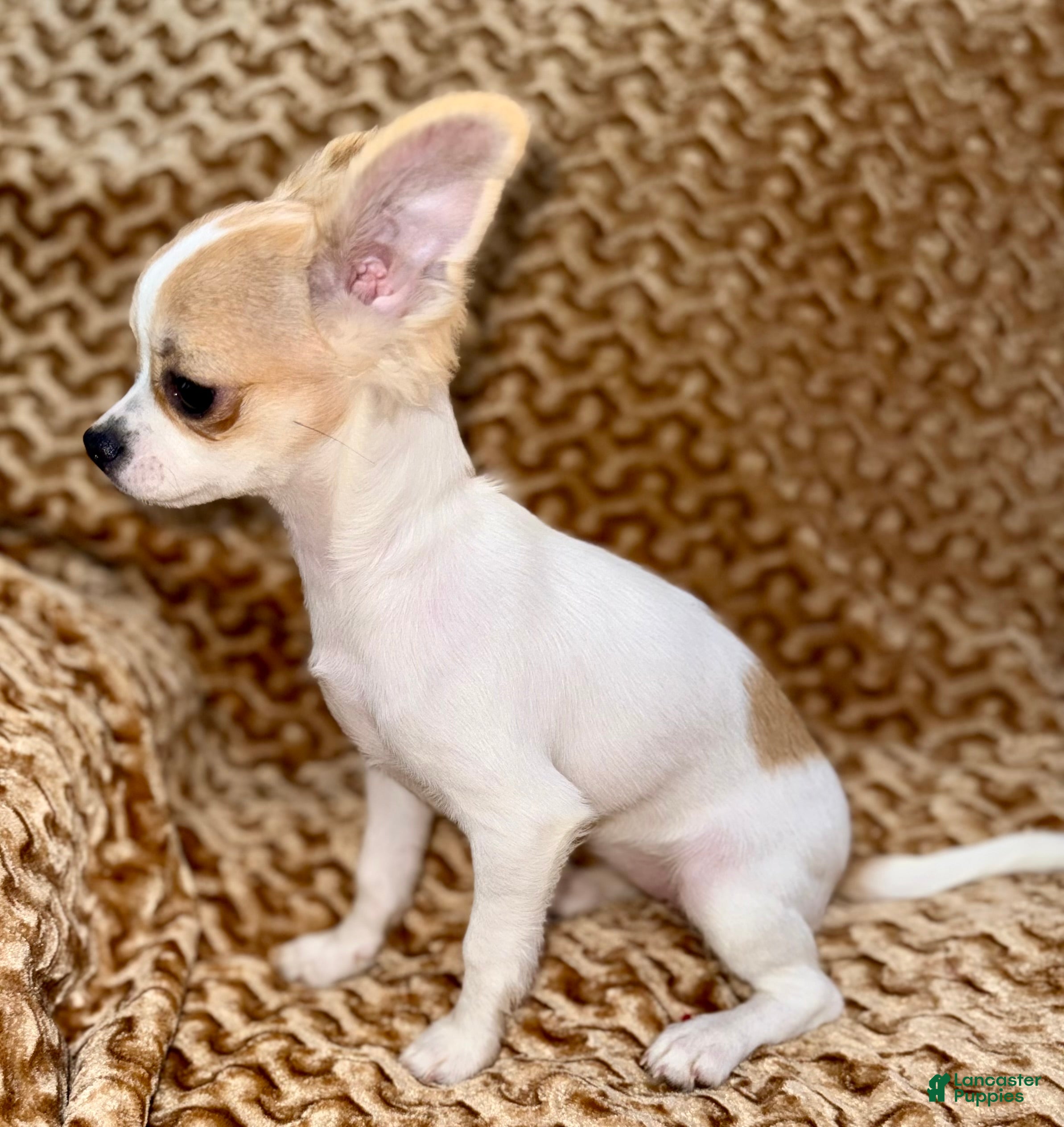 Chihuahua dogs Cookie - Ad 2