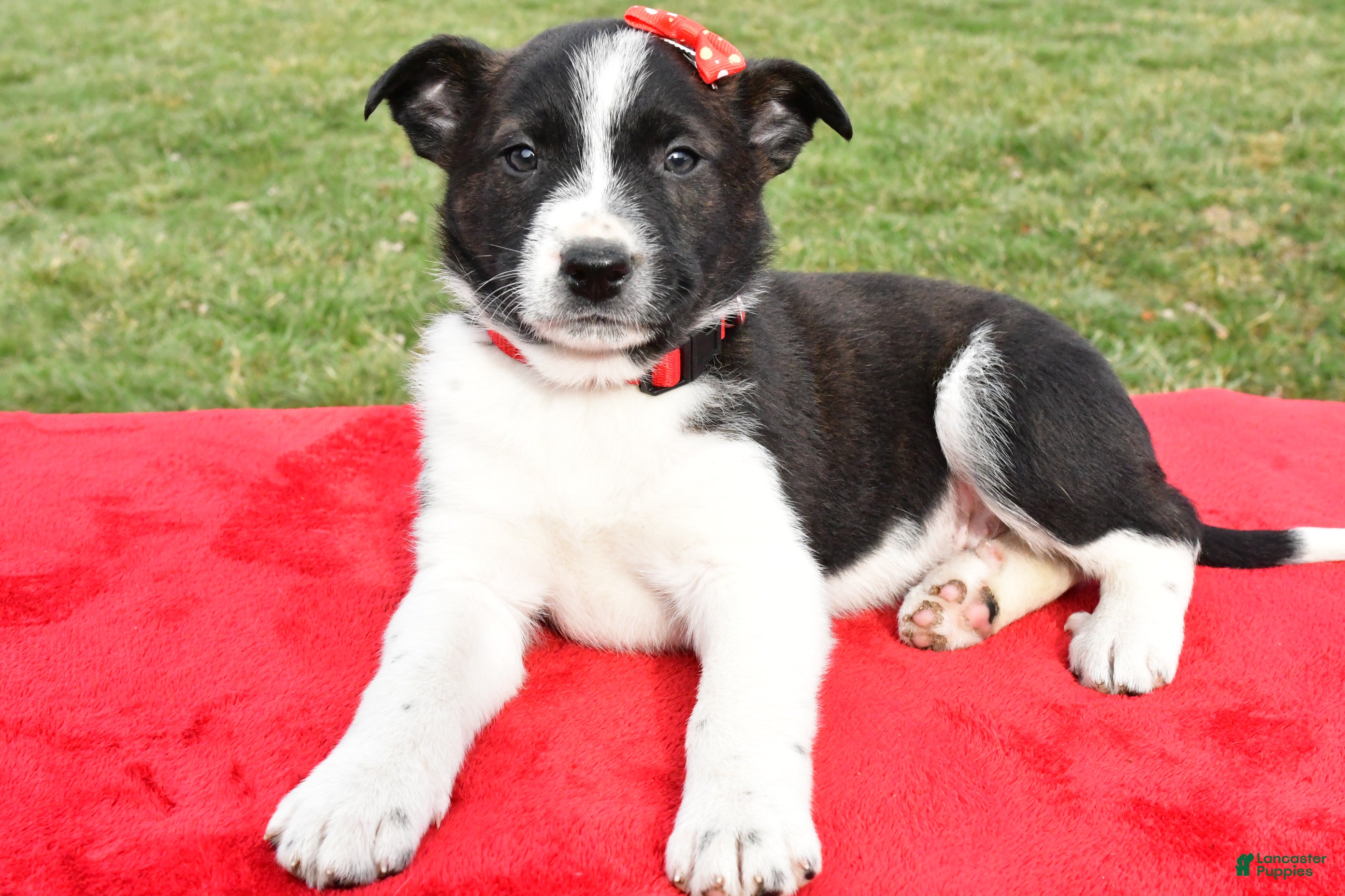 Mixed Breed dogs Mitchell - Ad 4