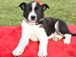 Mixed Breed dogs Mitchell - Ad 26