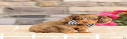 Miniature Dachshund dogs for sale: Lucas - Ad 4