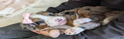 Mini Bernedoodle dogs for sale: Mini Indy  - Ad 10