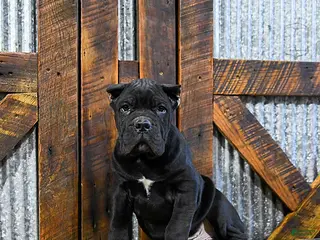 Cane Corso dogs Toby - Ad 1