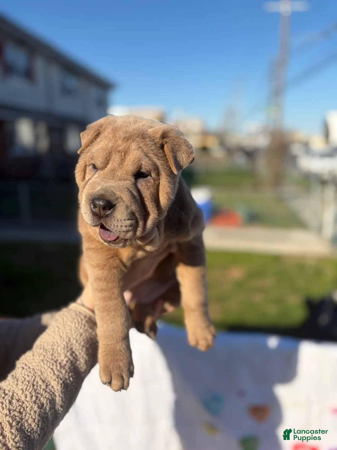 Mixed Breed dogs for sale: Mixed Breed Puppy 2 - Ad 2