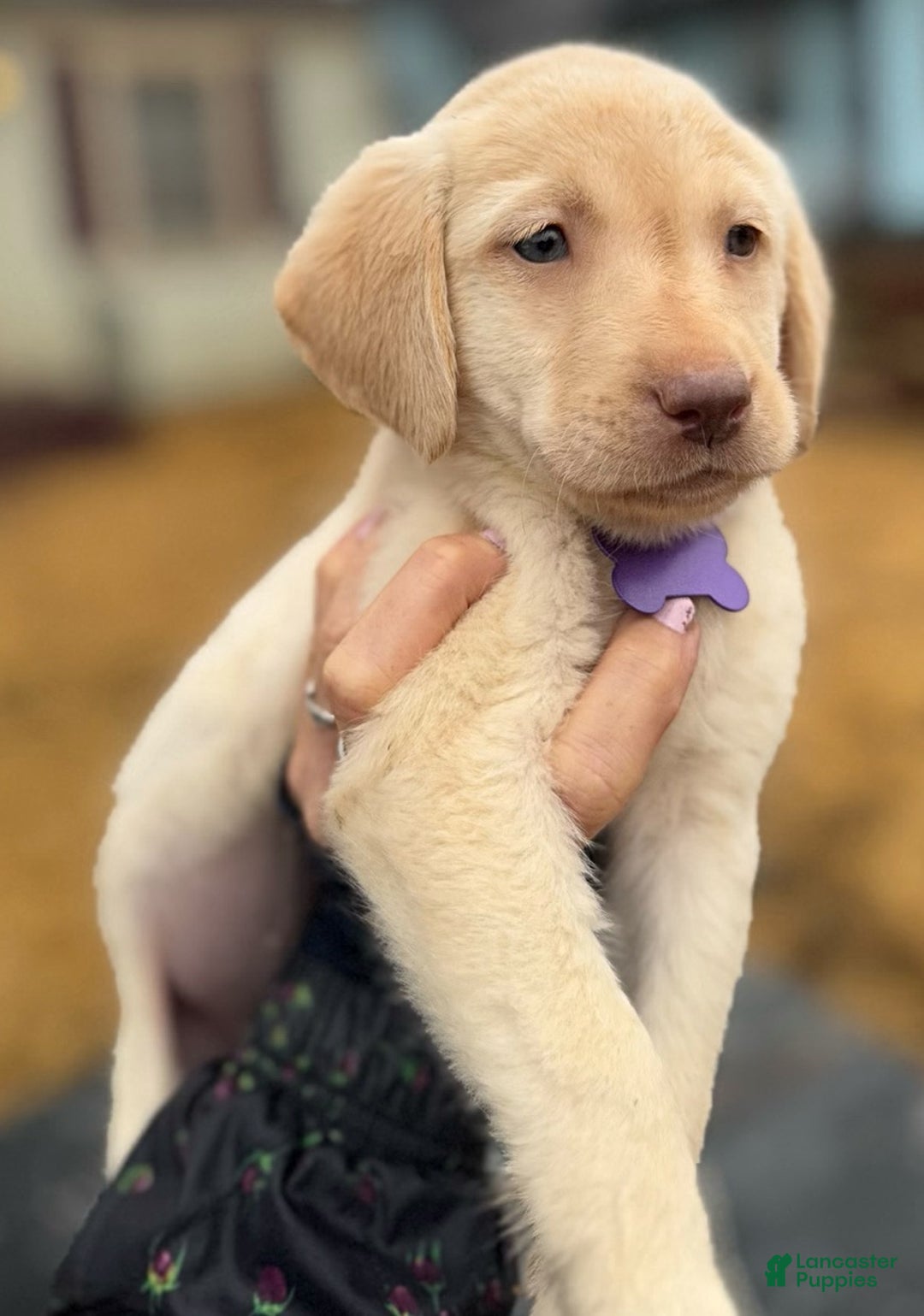 Labrador Retriever dogs for sale: Labrador Retriever Puppy 1 - Ad 11