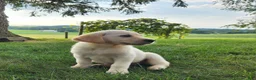 Labrador Retriever dogs for sale: Jess - Ad 3