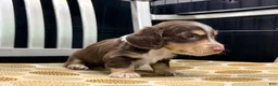 Miniature Dachshund dogs for sale: Brownie - Ad 3