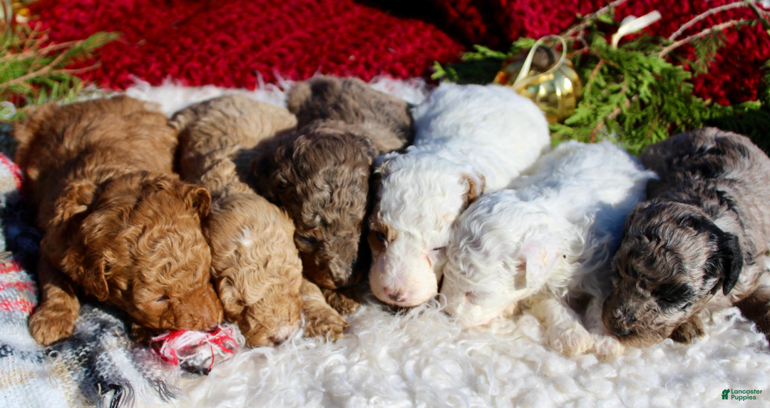 Miniature Poodle dogs for sale: Miniature Poodle Puppy 5 - Ad 1