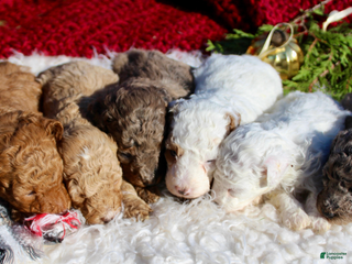 Miniature Poodle dogs Miniature Poodle Puppy 5 - Ad 7