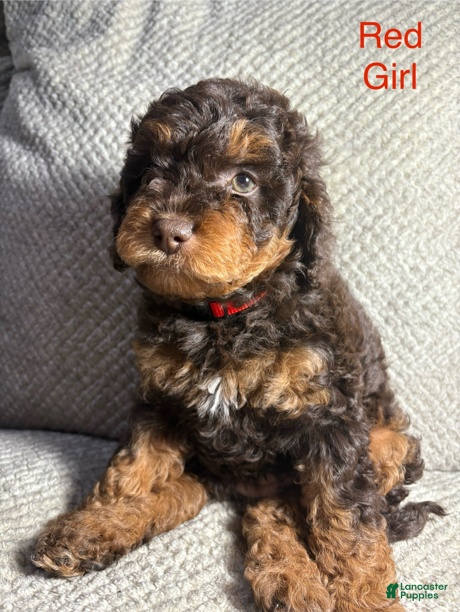 Cavapoo dogs Cavapoo Puppy 1 - Ad 36