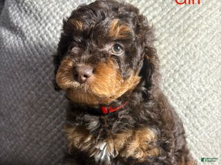 Cavapoo dogs Cavapoo Puppy 1 - Ad 36