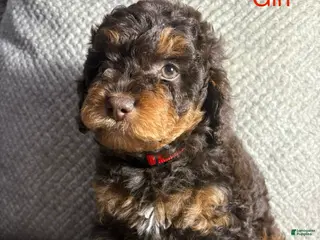 Cavapoo dogs Cavapoo Puppy 1 - Ad 4