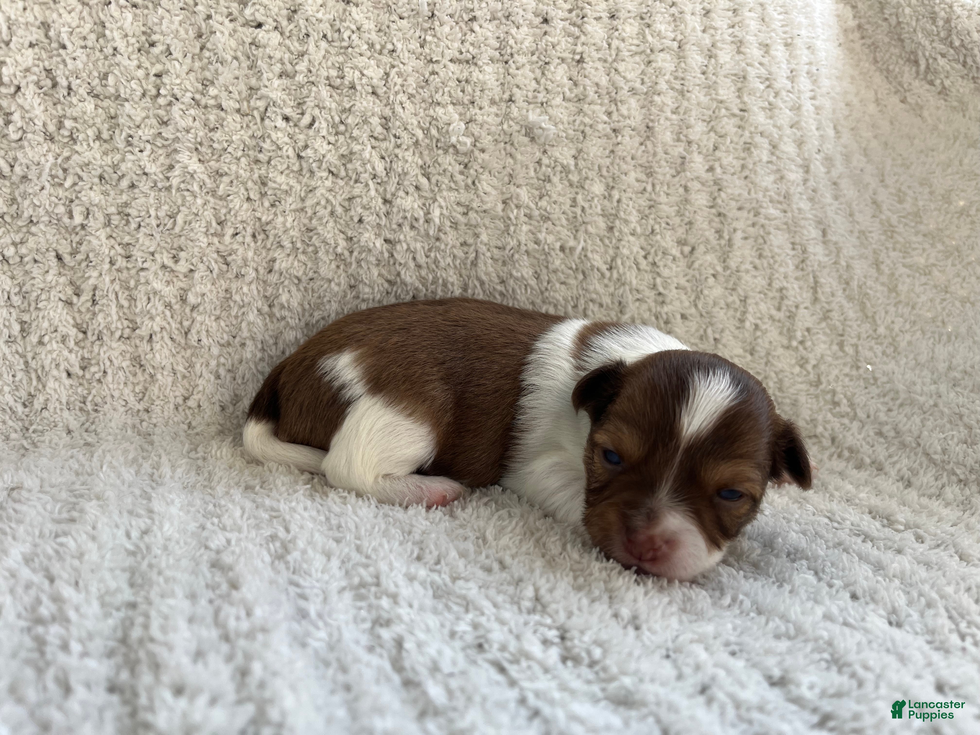 Chihuahua dogs Brandon  - Ad 2