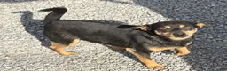 Chihuahua dogs for sale: Chihuahua Puppy 2 - Ad 4