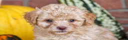 Havapoo dogs for sale: Derrick - Ad 5