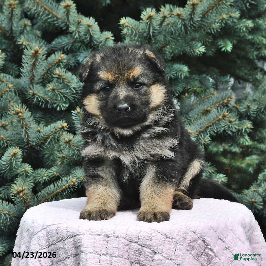 German Shepherd dogs Maggie - Ad 1