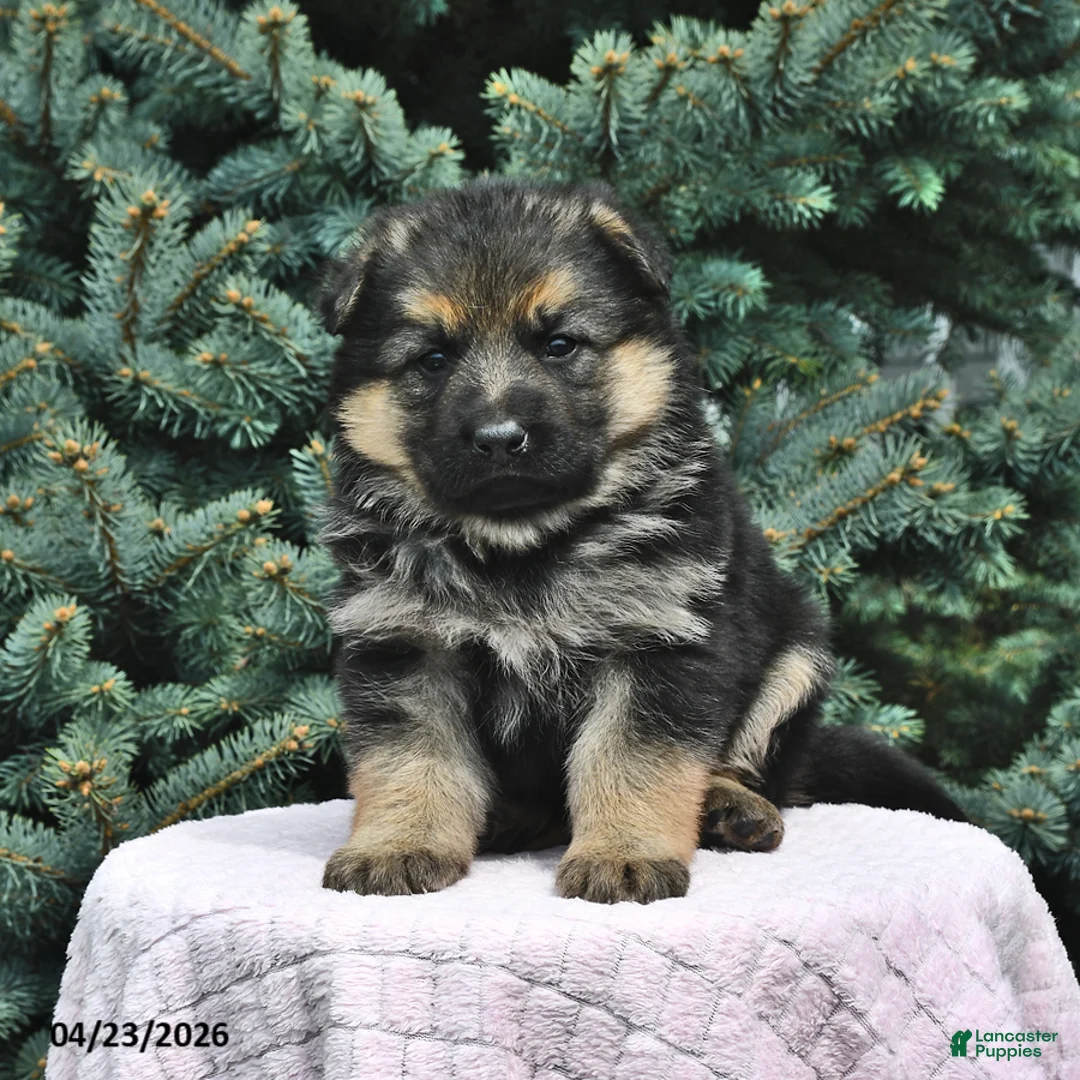 German Shepherd dogs for sale: Maggie - Ad 1