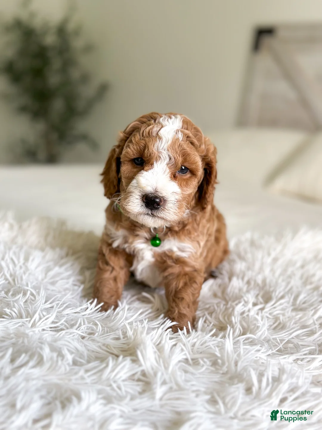 Mini Goldendoodle dogs for sale: Blaze - Ad 1