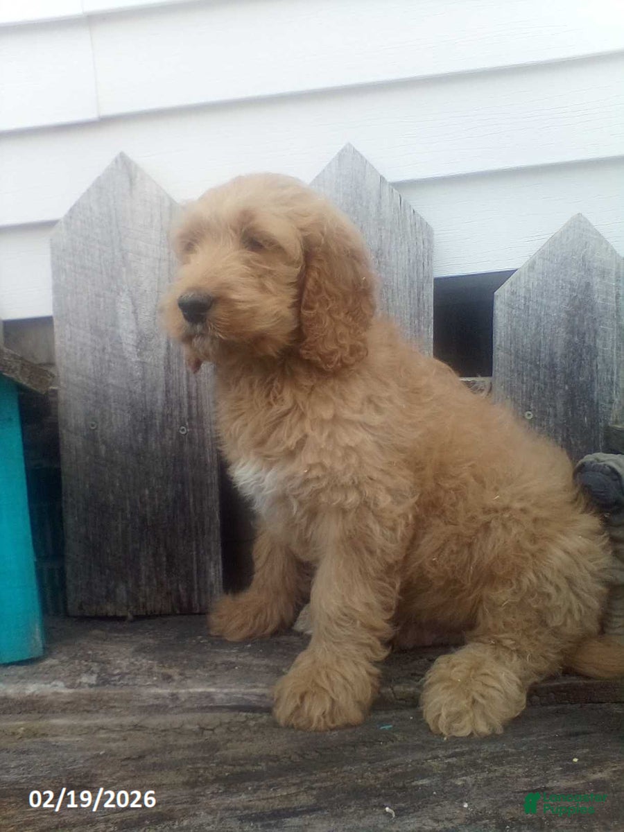 Goldendoodle dogs Prince   - Ad 2